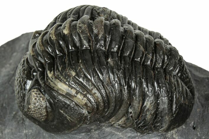 Detailed Pedinopariops Trilobite - Mrakib, Morocco #348138